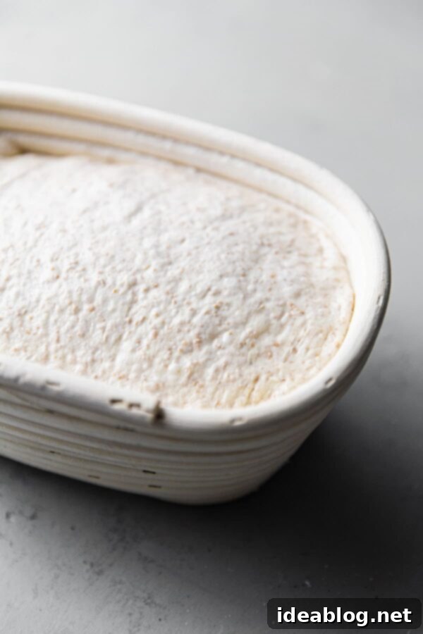 Artisan Sourdough Bread Recipe - my favorite sourdough bread recipe. This naturally leavened bread is made with high protein bread flour and stone ground whole wheat flour. High in hydration, this recipe yields an airy, tender, and open crumb bread. #sourdoughbread #recipe #breadrecipe #artisanbread #abeautifulplate Sourdough Dough in Oval Banneton Basket