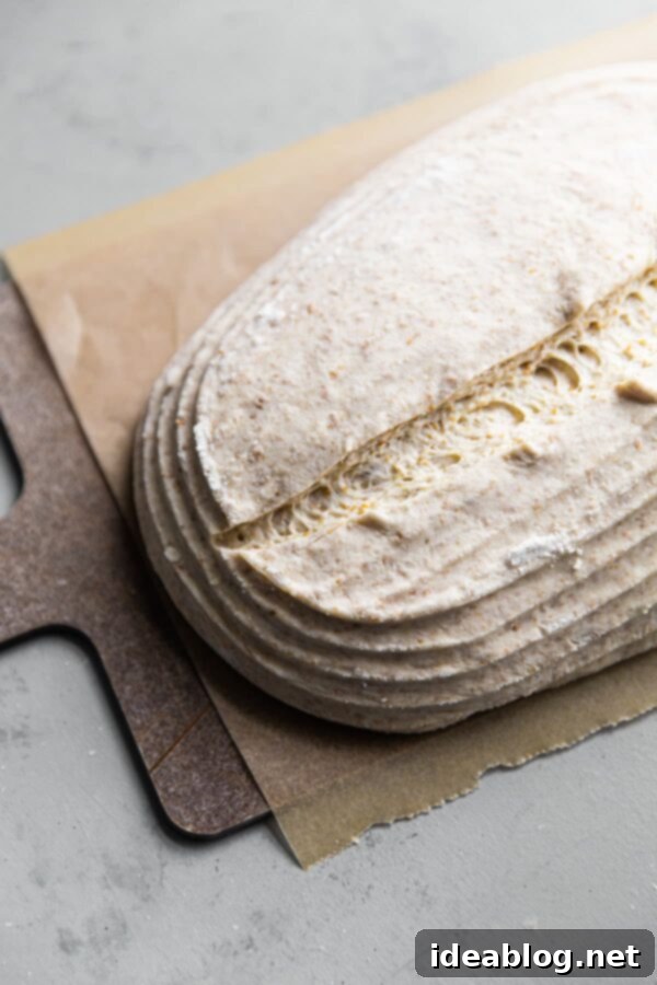 Crafting Your Perfect Sourdough Loaf 10 Scored Sourdough Loaf Before Baking on Parchment Paper