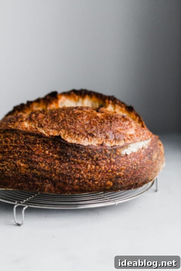 Artisan Sourdough Bread Recipe - my favorite sourdough bread recipe. This naturally leavened bread is made with high protein bread flour and stone ground whole wheat flour. High in hydration, this recipe yields an airy, tender, and open crumb bread. #sourdoughbread #recipe #breadrecipe #artisanbread #abeautifulplate Homemade Sourdough Batard on Rack