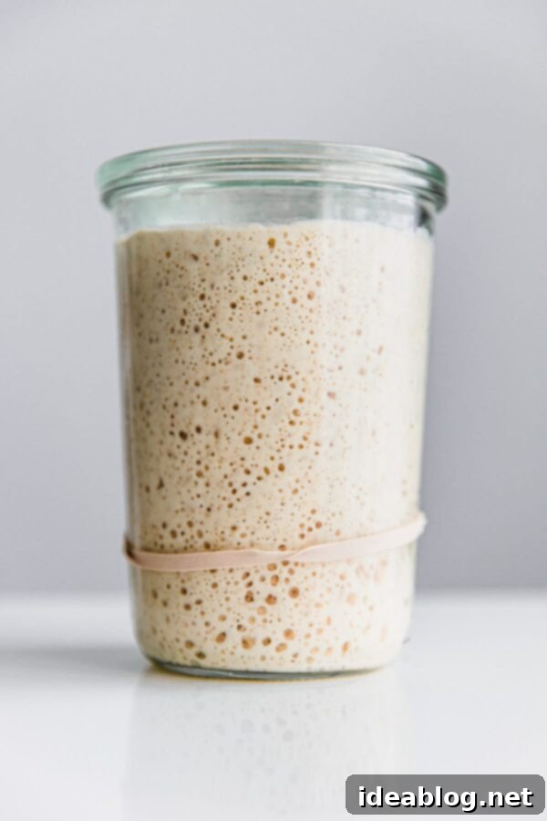 Sourdough Starter Rescue 3 Bubbly and active sourdough starter, peaked and ready in a glass jar, demonstrating healthy fermentation.