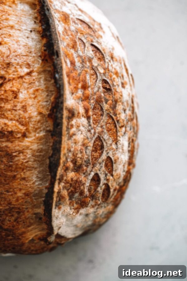 Sourdough Starter Rescue 4 Close-up of a perfectly baked artisan sourdough bread with a prominent ear and crust.