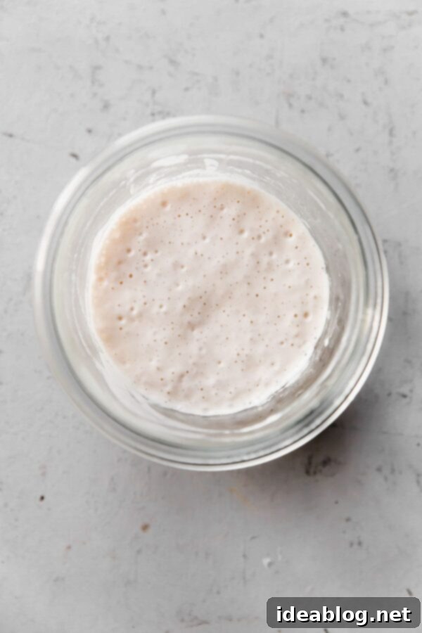 Resurrect Your Dried Sourdough Starter 14 Revived Sourdough Starter on Day Four