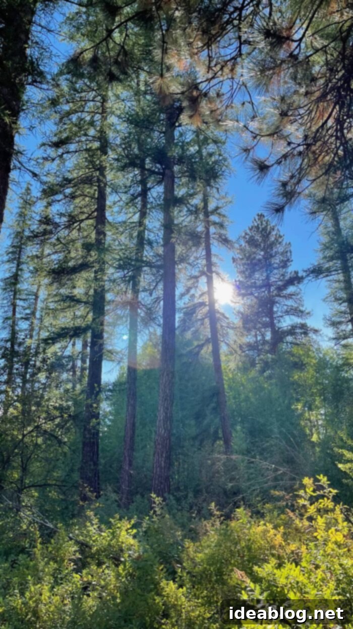 Our Permanent New Home 6 Shevlin Park Bend Oregon - Hiking Trails and Nature Walks