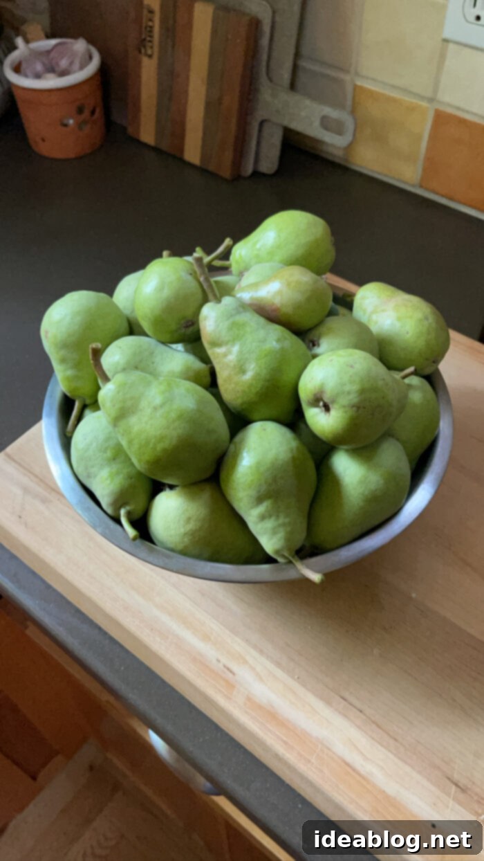 Our Permanent New Home 9 Bartlett Pears in Bowl - Fresh Harvest for Canning and Baking
