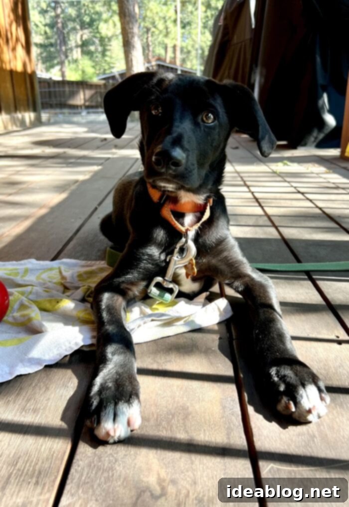 Discover Finn 2 Finn, a 4-month-old lab mix rescue puppy, posing for a portrait in his new home.