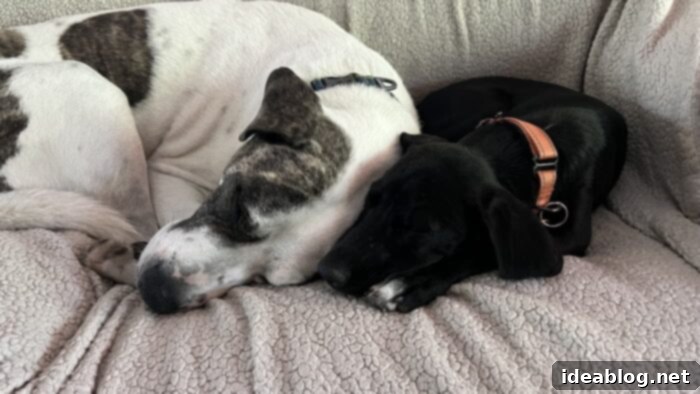 Discover Finn 11 Finn and Marley snuggled up together on the sofa, illustrating their deep bond as a two-dog family.