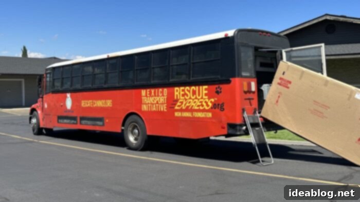 Discover Finn 3 The Street Dog Hero adoption bus that transported Finn and other rescue dogs from Guadalajara, Mexico to Bend, Oregon.