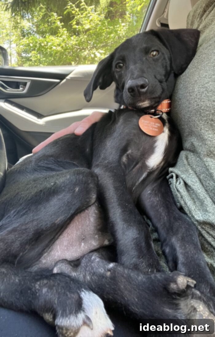 Discover Finn 4 Finn, a sweet rescue puppy from Street Dog Hero, looking cuddly and curious.