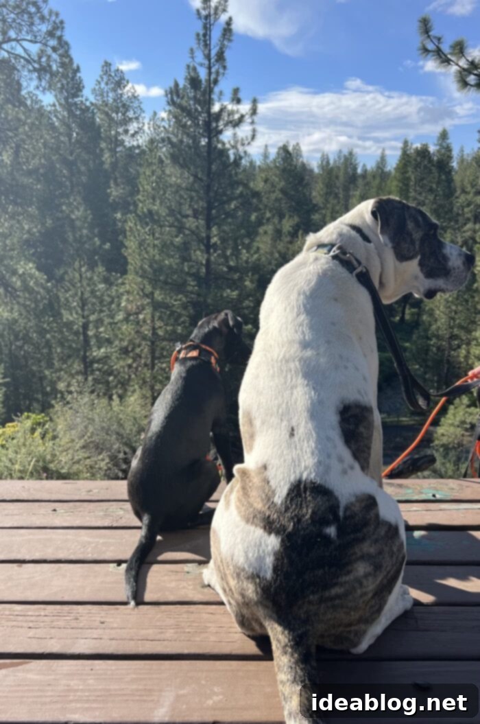 Discover Finn 6 Finn and Marley, our two dogs, enjoying a peaceful walk together at Shevlin Park in Bend, Oregon, showcasing their growing bond.