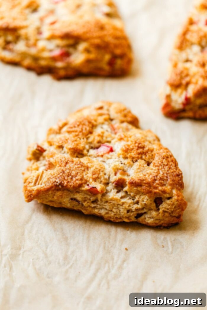 Zesty Orange Glazed Rhubarb Scones 10 Baked Rhubarb Scones cooling on a parchment-lined baking sheet, before glazing.